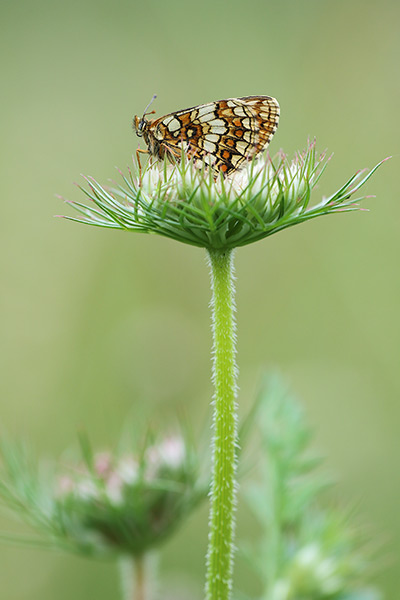 Steppeparelmoervlinder - Melitaea aurelia