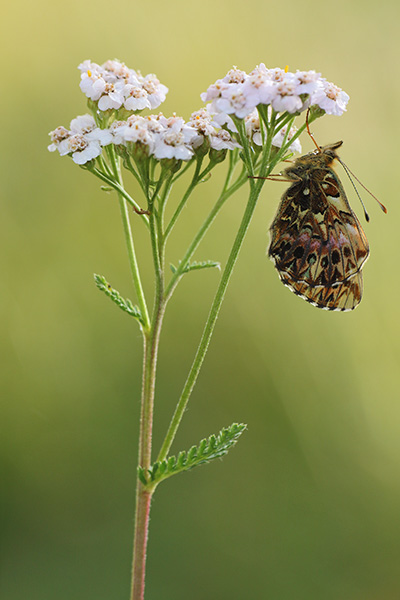 Titanias parelmoervlinder - Clossiana titania