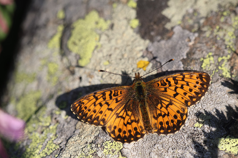 Titanias parelmoervlinder - Clossiana titania