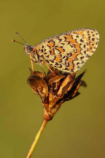 Toortsparelmoervlinder - Melitaea trivia