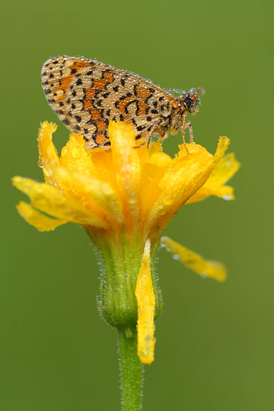 Toortsparelmoervlinder - Melitaea trivia