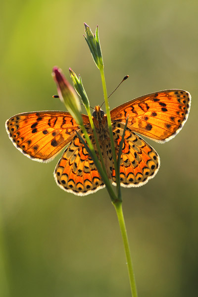 Tweekleurige parelmoervlinder - Melitaea didyma