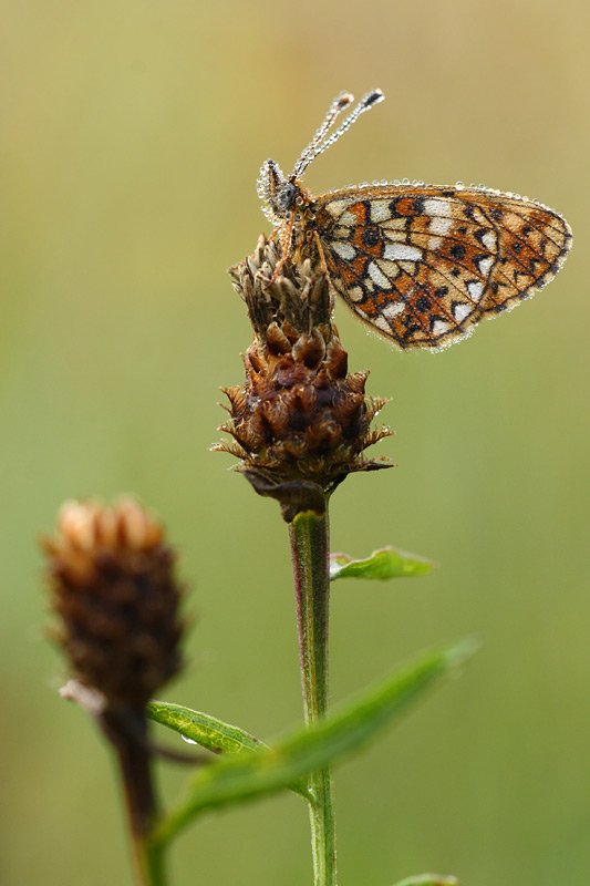 Zilveren maan - Boloria selene
