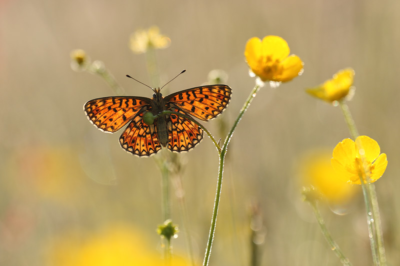 Zilveren maan - Boloria selene