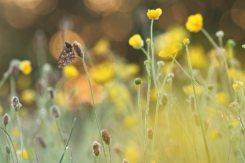 Zilveren maan - Boloria selene
