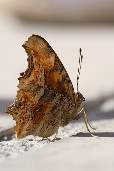 Zuidelijke aurelia - Polygonia egea