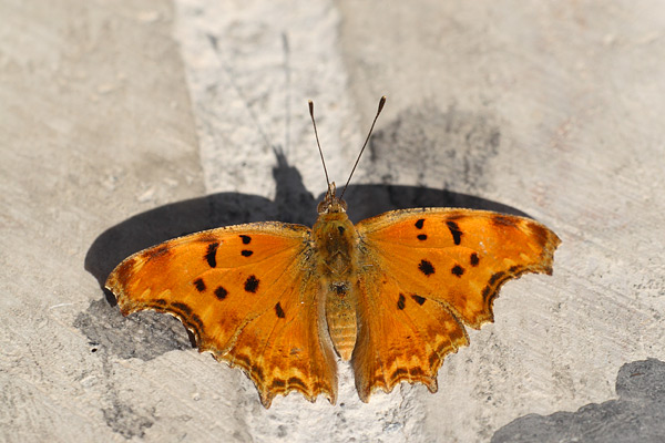 Zuidelijke aurelia - Polygonia egea