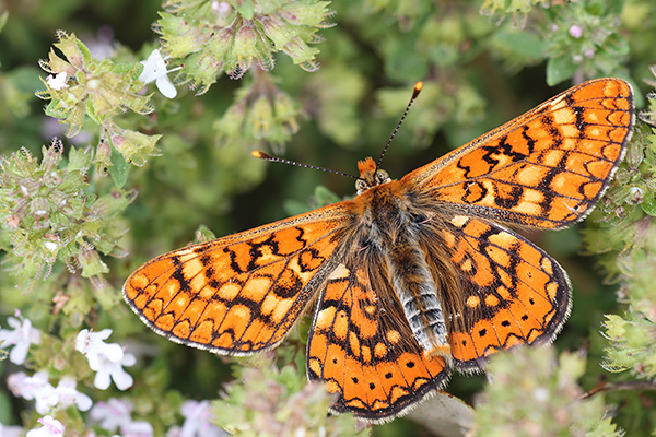 Zuidelijke moerasparelmoervlinder - Euphydryas beckeri