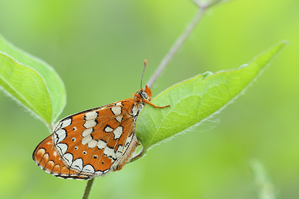 Zuidelijke moerasparelmoervlinder - Euphydryas beckeri