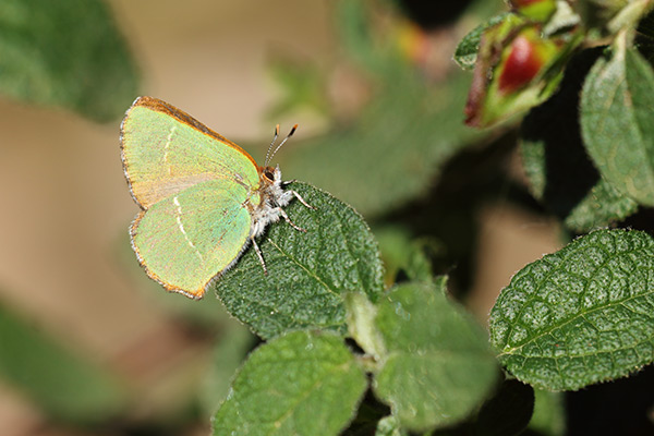 Aardbeiboomgroentje – Callophrys avis