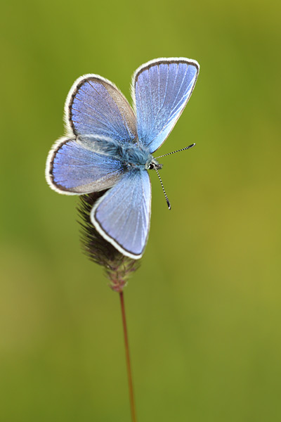 Alpenblauwtje - Albulina orbitulus