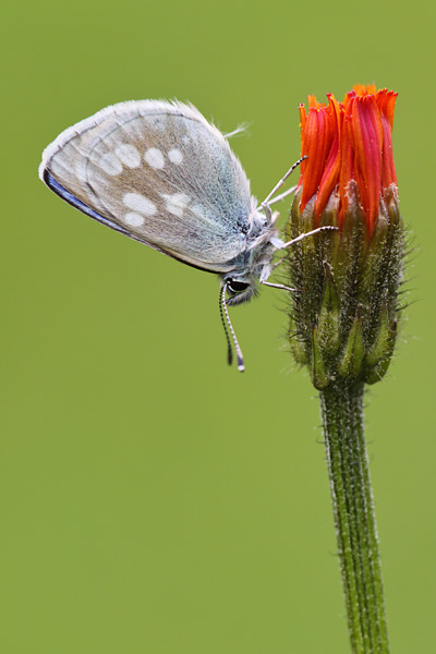Alpenblauwtje - Albulina orbitulus