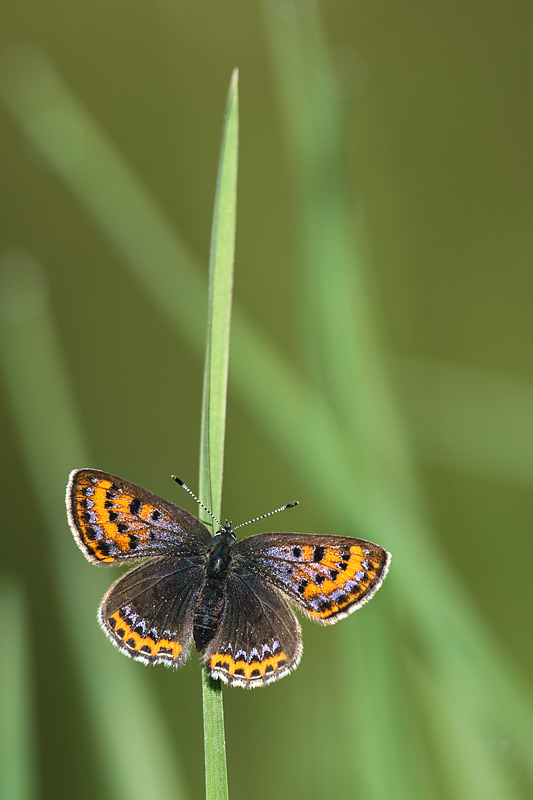 Blauwe vuurvlinder - Lycaena helle