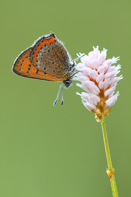 Blauwe vuurvlinder - Lycaena helle