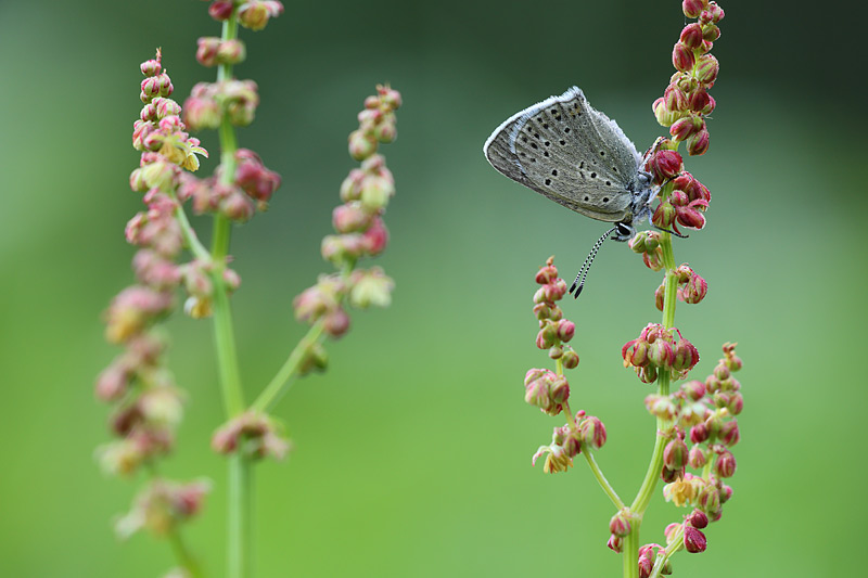 Bruine vuurvlinder - Lycaena tityrus
