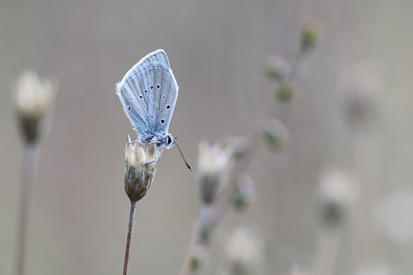 Catalaans vachtblauwtje - Polyommatus fulgens