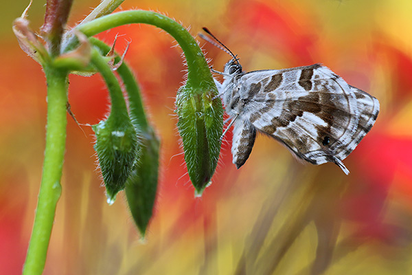 Geraniumblauwtje – Cacyreus marshalli