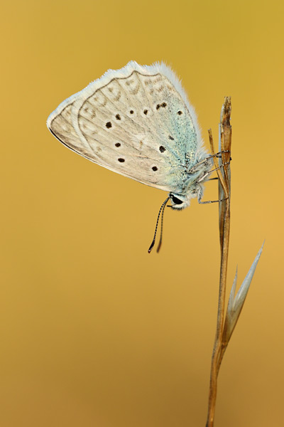 Getand blauwtje - Polyommatus daphnis