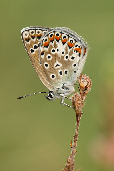 Groot tragantblauwtje - Polyommatus escheri