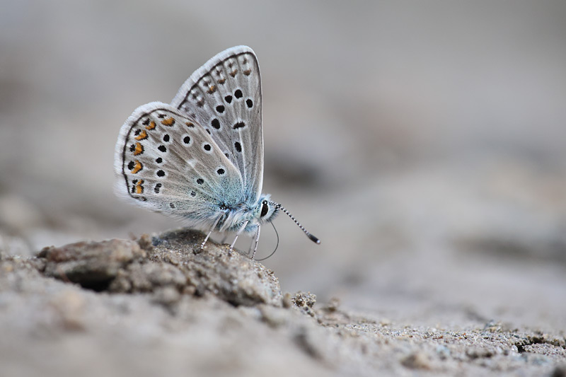 Groot tragantblauwtje - Polyommatus escheri