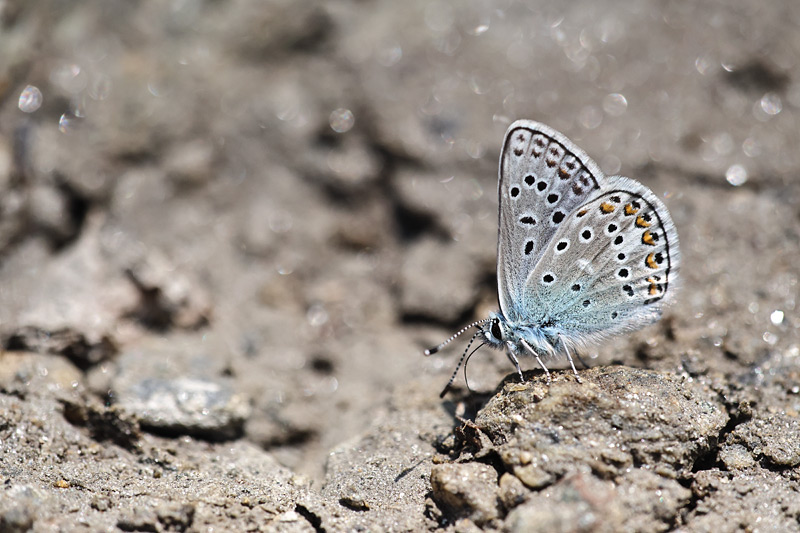Groot tragantblauwtje - Polyommatus escheri