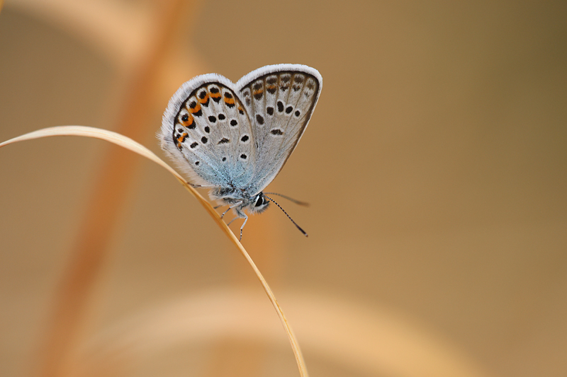 Heideblauwtje - Plebejus argus