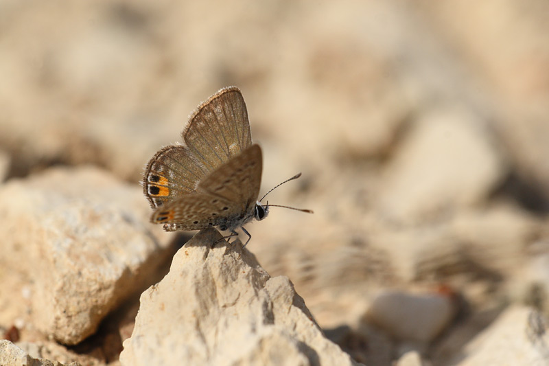 Heliotroopblauwtje - Chilades trochylus