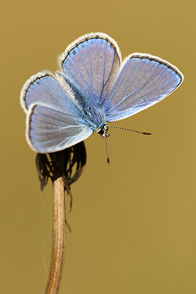 Mannetje Icarusblauwtje – Polyommatus icarus