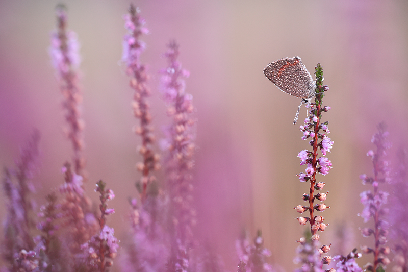 Kleine vuurvlinder (Lycaena phlaeas)