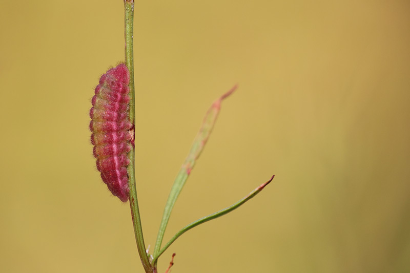 Rups van de Kleine vuurvlinder (Lycaena phlaeas)