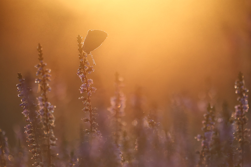Kleine vuurvlinder (Lycaena phlaeas)
