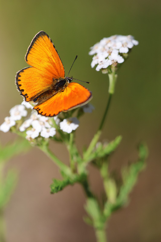 Morgenrood - Lycaena virgaureae
