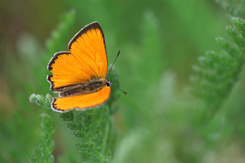 Morgenrood - Lycaena virgaureae