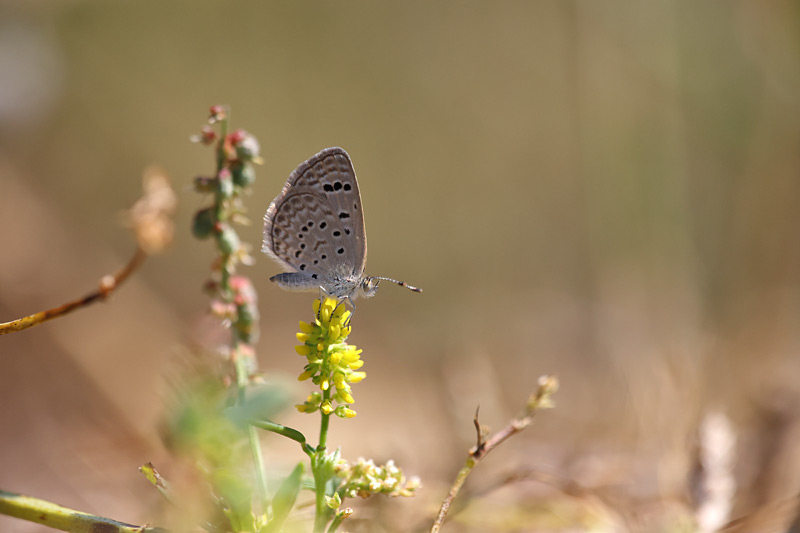 Oostelijk amethistblauwtje - Zizeeria karsandra