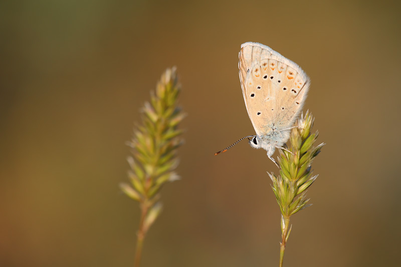 Parelmoerblauwtje - Polyommatus nivescens