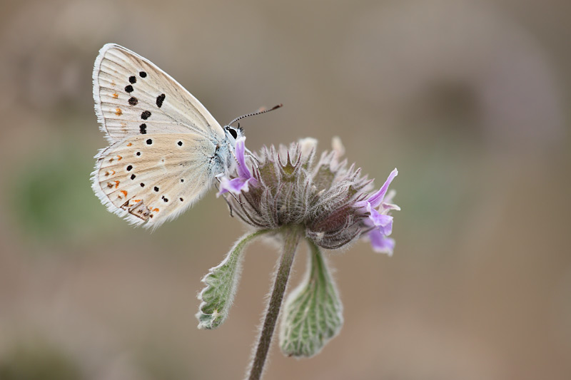 Parelmoerblauwtje - Polyommatus nivescens