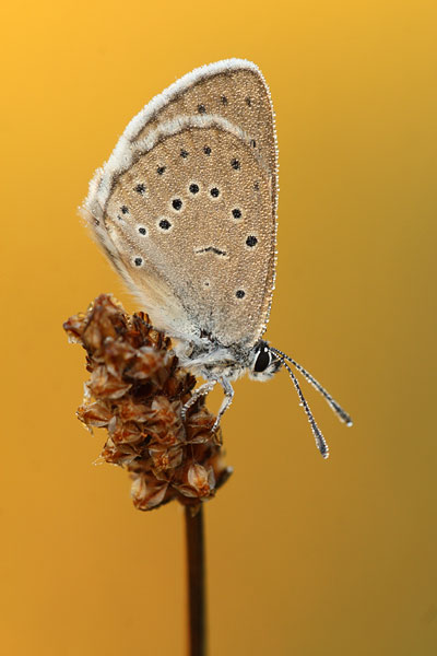 Pimpernelblauwtje - Maculinea teleius