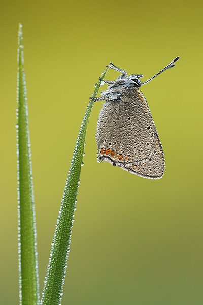 Rode vuurvlinder – Lycaena hippothoes