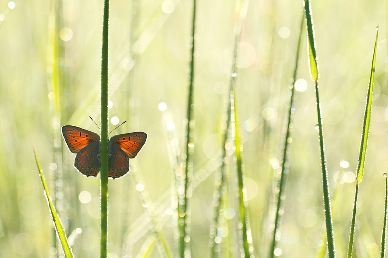Rode vuurvlinder - Lycaena hippothoes
