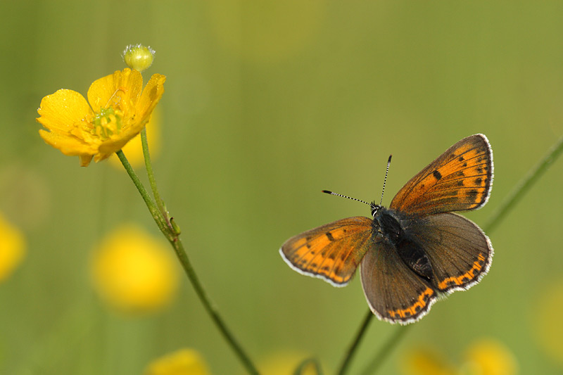 Rode vuurvlinder - Lycaena hippothoes