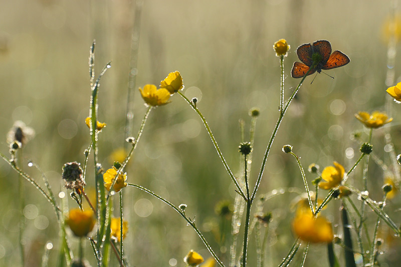 Rode vuurvlinder - Lycaena hippothoes