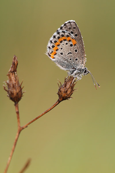 Salieblauwtje – Pseudophilotes bavius