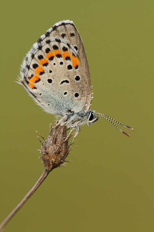 Salieblauwtje - Pseudophilotes bavius