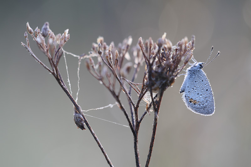 Staartblauwtje - Cupido argiades