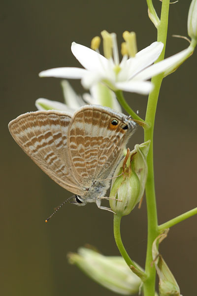 Tijgerblauwtje - Lampides boeticus