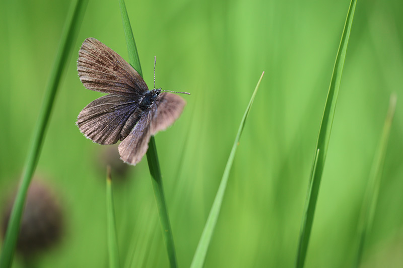 Tijmblauwtje - Maculinea arion