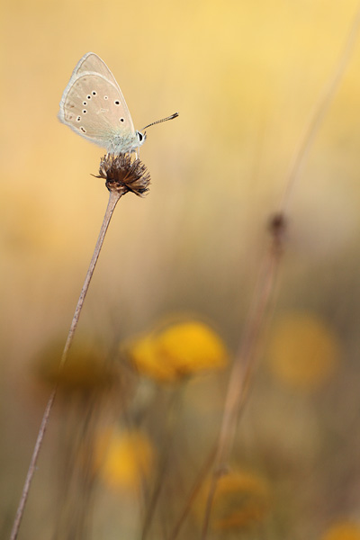 Vachtblauwtje - Polyommatus dolus