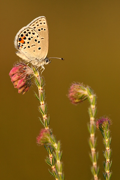 Veenbesblauwtje - Plebejus optilete