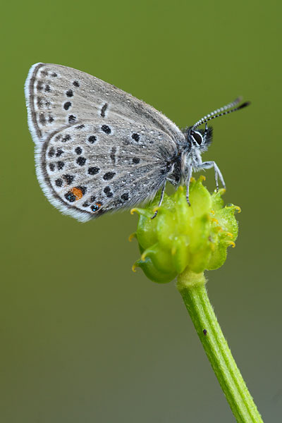 Veenbesblauwtje - Plebejus optilete