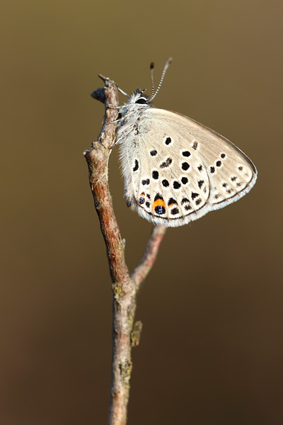 Veenbesblauwtje - Plebejus optilete